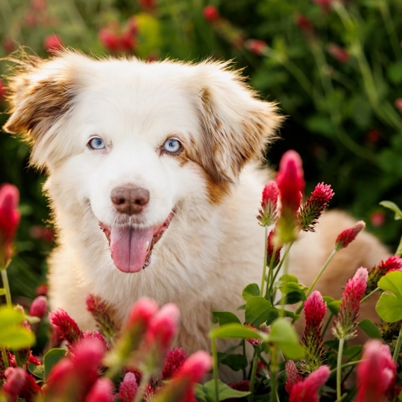 Meet your Posher, Jannie - Picture 1 of 2